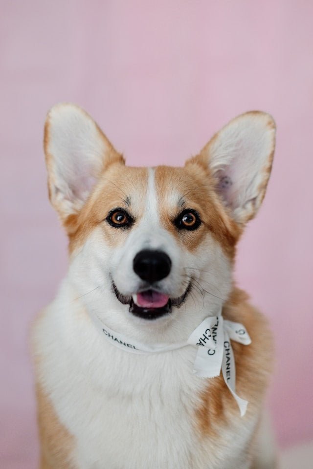 Exploring Chewy's List of Pet Portrait Artists to Hire - Canvas & Charms